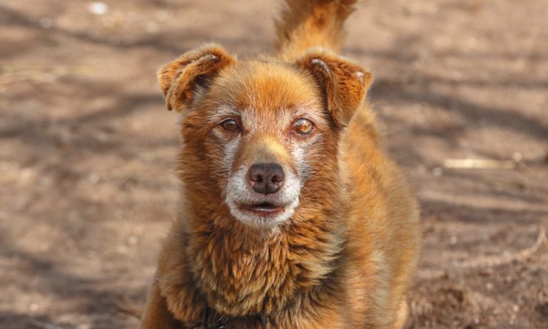 How to Safely Support Your Visually Impaired Dog - Jack's Dacks - Dog Crate Requirements For Visually Impaired Dogs